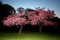 photo 0039